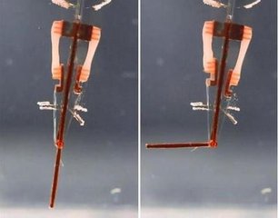 电路板厂之日本研发出世界首例人工肌肉手指机器人